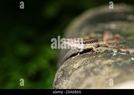 A common skink (Sphenomorphus) basking on a sunlit rock Stock Photo