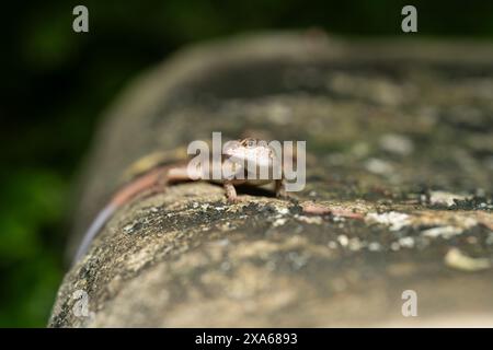A common skink (Sphenomorphus) basking on a sunlit rock Stock Photo