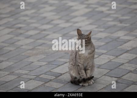 A tabby cat sitting outdoors on the street Stock Photo