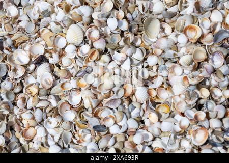 A top view of seashells scattered on a sandy beach Stock Photo