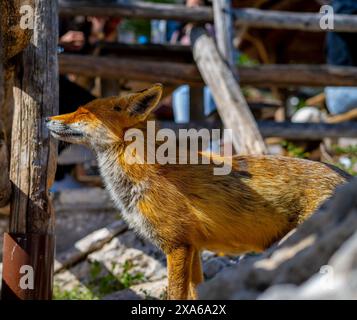 A fox standing by a wooden fence outside, enjoying the sunlight Stock Photo