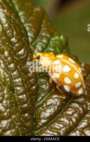 Ladybug with distinctive spots resting on a leaf Stock Photo