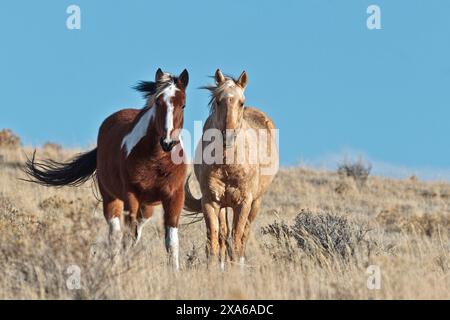 The Steens Mountain wild horses can range from pinto to buckskin, sorrel, bay, palomino, gray brown and black. Stock Photo