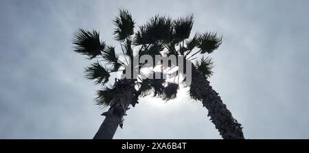 Single palm tree silhouetted against a sunny sky with fluffy clouds Stock Photo