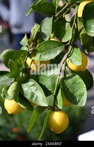 The fresh lemons growing on the tree under the sunlight Stock Photo