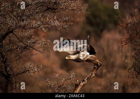 Flying Tawny Eagle - Aquila rapax large bird of prey family Accipitridae, subfamily Aquilinae - booted eagles, African continent and Indian subcontine Stock Photo