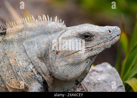 A closeup of an iguana on ruins in Tulum, Mexico Stock Photo