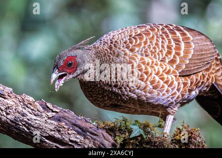 A Kalij Pheasant in Sttal, Uttarakhand, India Stock Photo