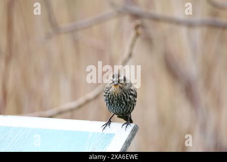 A female Red-winged Blackbird perched on a plaque with a background of brown reeds Stock Photo