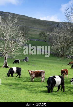 Belted Galloway cattle, a British native beef breed, grazing on rough upland pasture in Littondale, North Yorkshire, UK. Stock Photo