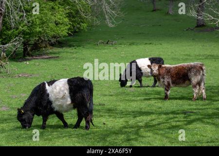 Belted Galloway cattle, a British native beef breed, grazing on rough upland pasture in Littondale, North Yorkshire, UK. Stock Photo