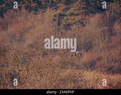 Birds perched on branches near edge of dry grassy area Stock Photo