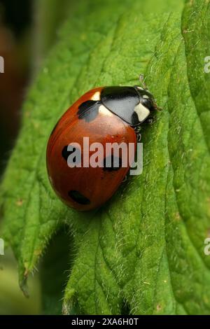 A Severn Spot Ladybird (Coccinella septempunctata) perched on a green leaf Stock Photo