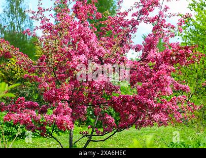 a lush green field with blossoming pink flowers surrounding a tree in springtime Stock Photo