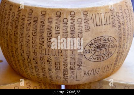 A whole wheel of Parmigiano Reggiano cheese in Parma. Stock Photo