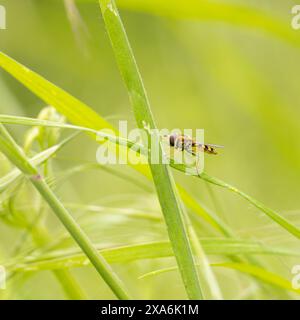 A Syrphid Fly on a leaf in the grass on a sunny day Stock Photo