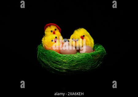 Easter nest with ornamental eggs & chicks on black backdrop Stock Photo