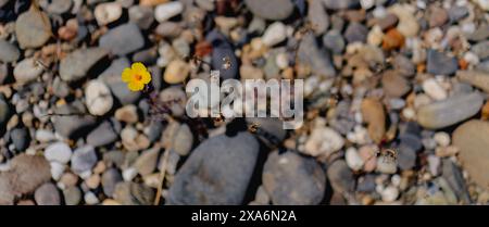 A tiny flower nestled among rocks and gravel in Sacramento Stock Photo