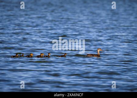 A female duck with her babies swimming in a lake. Stock Photo