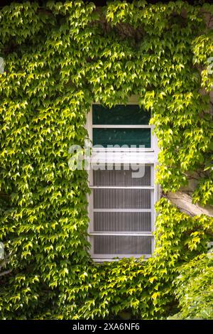 A window surrounded by lush green foliage covering a building Stock Photo
