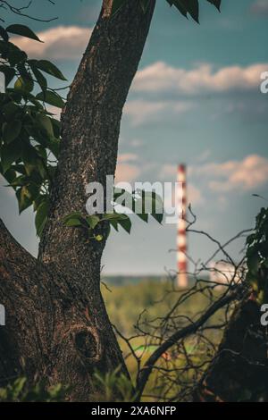 A single tree with blue sky and fluffy clouds in the background Stock Photo