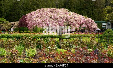 A beautiful ornamental Japanese Cherry Tree in bloom amongst the gardens at Butchart Gardens, Victoria, BC. Stock Photo