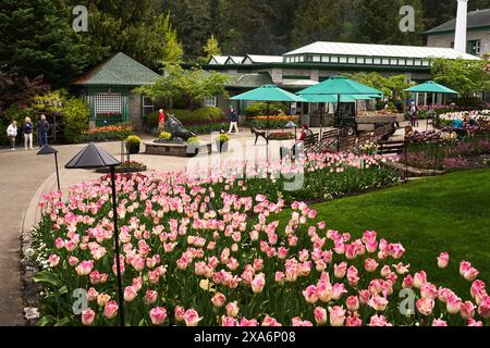 Looking over a flower bed of pink tulips to the center courtyard with it's bright green umbrellas at Butchart Gardens, Victoria, BC. Stock Photo