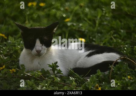 A closeup o f a cat lounges in a grassy field among flowers Stock Photo