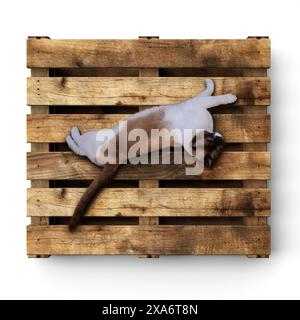 A cat resting on a wooden pallet Stock Photo