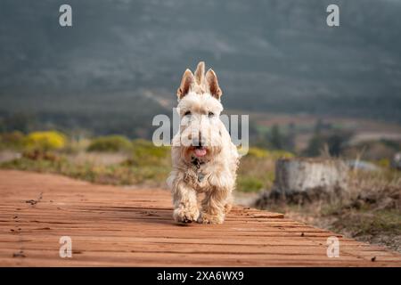 A White Scottish Terrier dog walking on a wooden path. Stock Photo