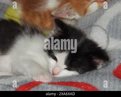 A cat lounging beside a black and white kitten on a cozy blanket Stock Photo