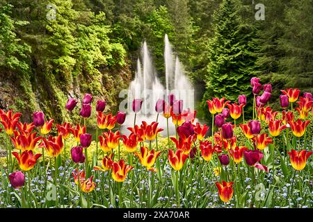 Bright yellow and red tulips in front of the beautiful ross fountain at Butchart Gardens, Victoria, BC. Stock Photo