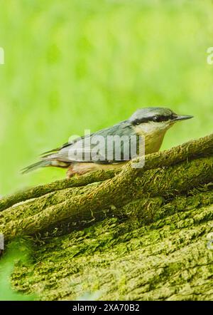 A nuthatch bird perched on a tree branch with lush green leaves, featuring a long bill. Stock Photo
