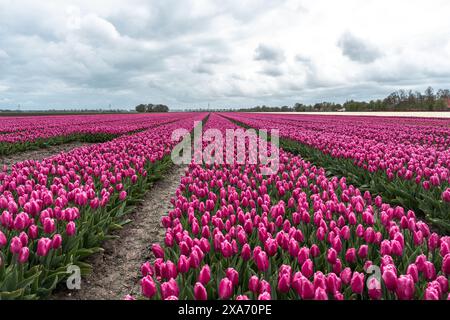 Vibrant tulip rows under an overcast sky Stock Photo