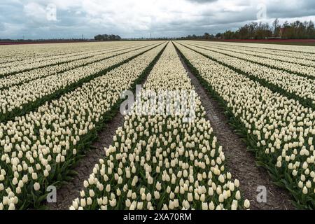 A field of white tulips under a cloudy sky with a prominent line in the foreground Stock Photo
