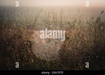 A spider web in grass on misty day Stock Photo