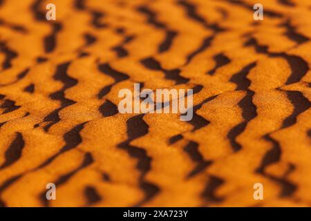 Africa, Morocco, Zagora, Sahara, Erg Lehoudi, wave patterns in the sand Stock Photo