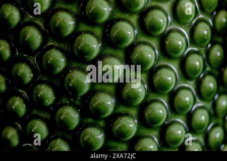Green plant with tiny dark perforations Stock Photo