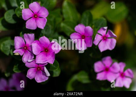 Purple flowers blooming on lush green foliage in dimly lit indoor setting Stock Photo