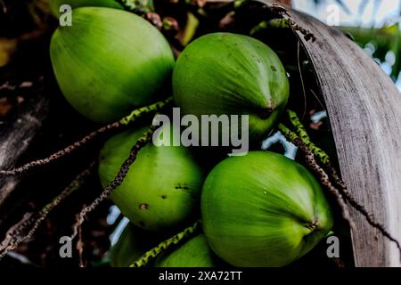 Fresh green coconuts dangling from a palm tree branch Stock Photo