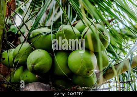 A tropical coconut tree adorned with ripe green coconuts on its branches Stock Photo