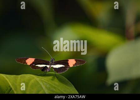 A closeup shot of a postman butterfly resting on a vibrant green leaf Stock Photo