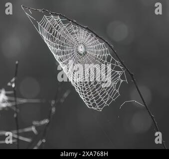 A grayscale shot of a tidy spider web hanging on a thin branch Stock Photo
