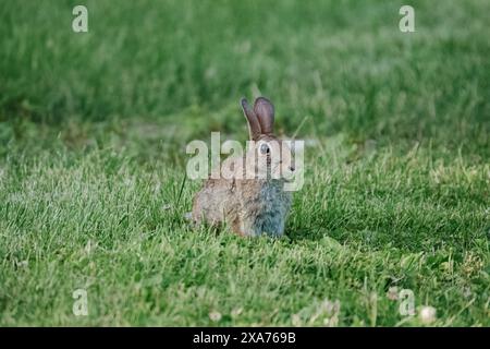 eastern cottontail rabbit Stock Photo