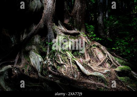 Massive Western redcedar roots in Avatar Grove, Port Renfrew, British ...