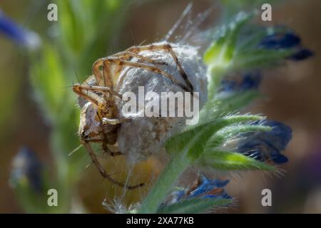 Spider on blue plant bud Stock Photo