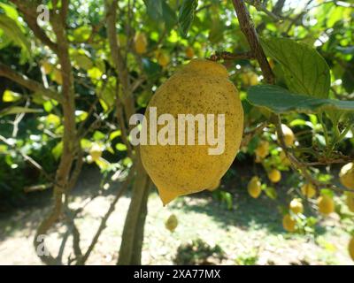 The fresh lemons growing on a tree in sunlight. Stock Photo