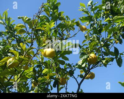 The fresh lemons growing on a tree in sunlight. Stock Photo