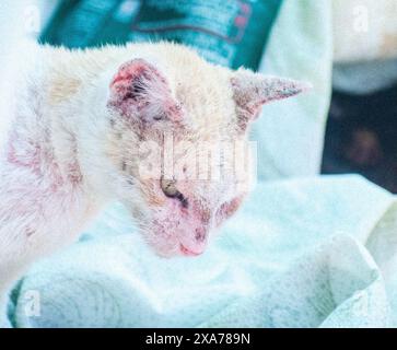 A small white kitten with a red nose resting on a bed Stock Photo