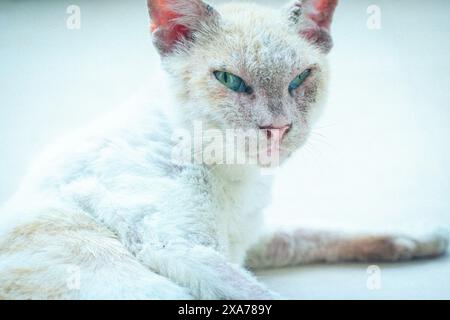 A cat reclining on the floor, gazing intently Stock Photo
